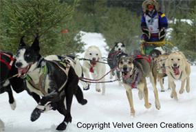 Newberry Dog Sledding, Dog Sled Racing, Dogsledding