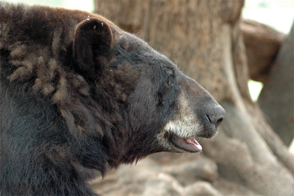 Oswalds Bear Ranch