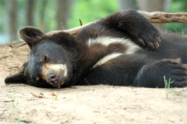 Oswalds Bear Ranch