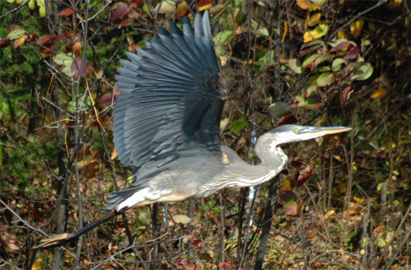 Seney Wildlife Refuge